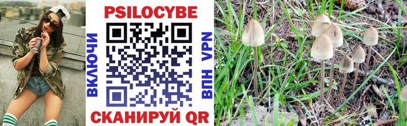 Псилоцибиновые грибы Psilocybe  Купить закладки  Ардатов 
